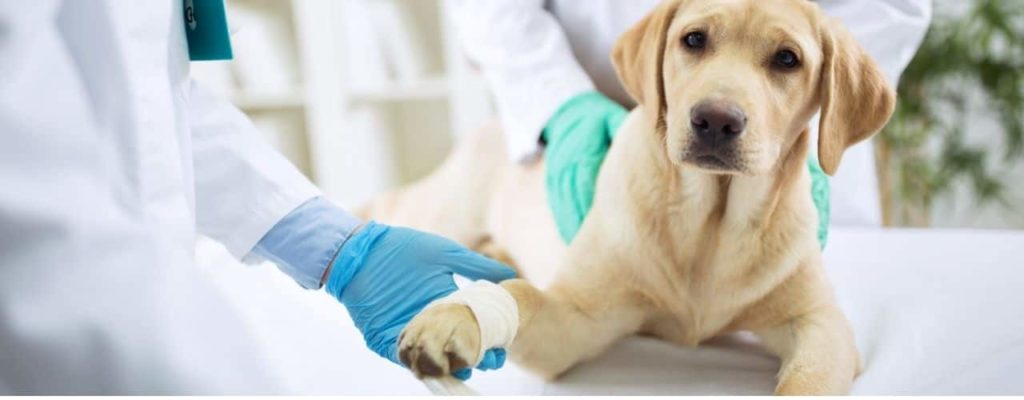 A large yellow lab puppy at the vet receiving care