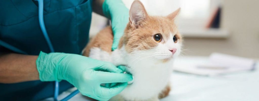 a small cat at the vet receiving care