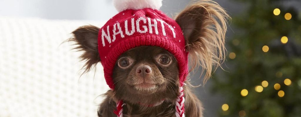 Little dog in a holiday hat that says naughty