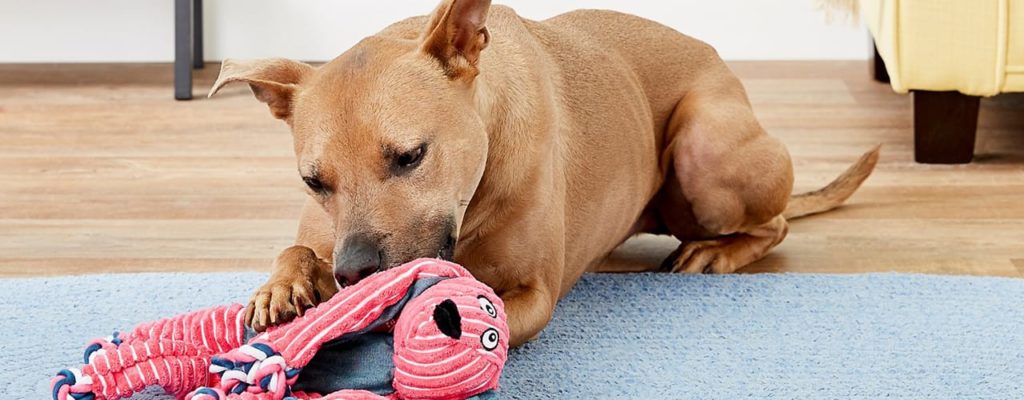 Pitbull playing with a toy from Chewy