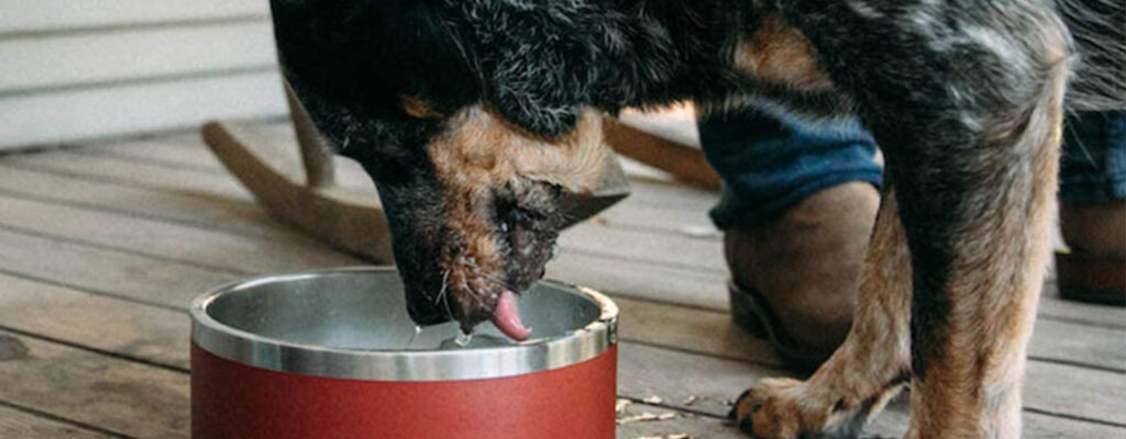 Black and Brown Dog drinking from a YETI dog Bowl